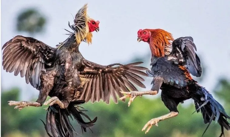 Đá Gà GA28 tại SunWin
